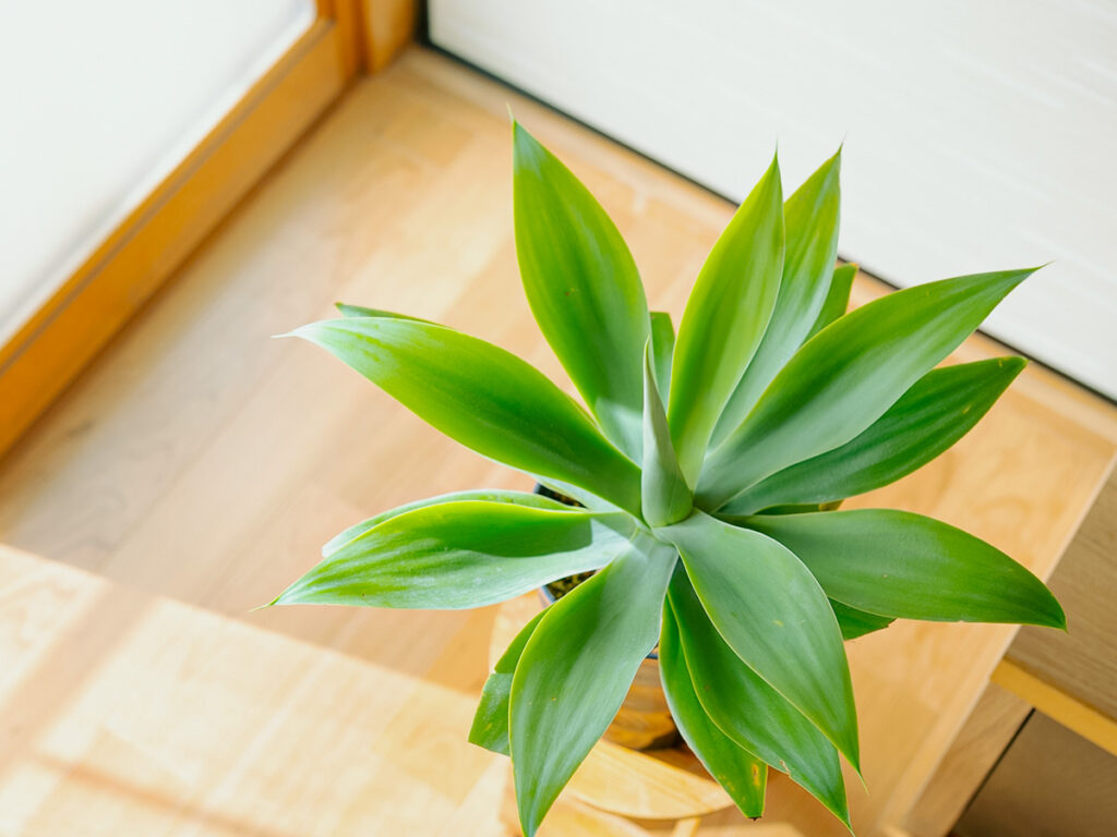 観葉植物